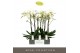 Phalaenopsis wit Maistro Bach - 2 tak, 18+ bloem - 70cm 