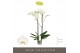 Phalaenopsis wit Maistro Bach - 2 tak, 18+ bloem - 70cm 