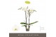 Phalaenopsis wit Maistro Beethoven - 2 tak, 18+ bloem - 70cm 