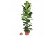 Ficus lyrata zuil 
