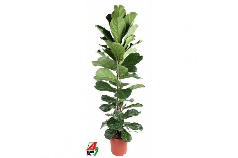 Ficus lyrata zuil 