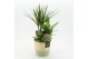Arrangementen kamerplanten ESCR-2536RZ Essentials 3 pp 