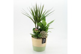 Arrangementen kamerplanten ESCR-2536RZ Essentials 3 pp