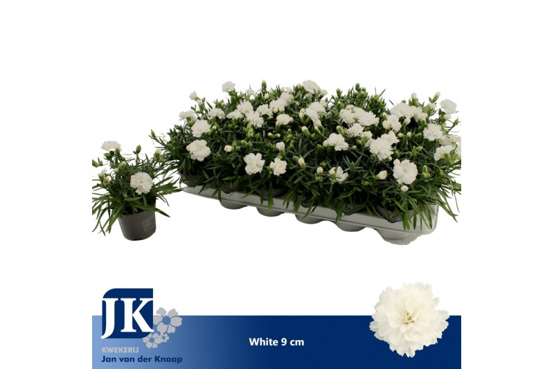 Dianthus dinah White 