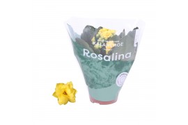 Kalanchoe rosalina don amarillo geel