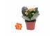Kalanchoe rosalina don pedro oranje zonder hoes 