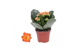 Kalanchoe rosalina don pedro oranje zonder hoes