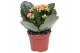Kalanchoe rosalina don pedro oranje zonder hoes 