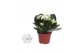 Kalanchoe rosalina don dione wit zonder hoes 