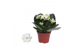 Kalanchoe rosalina don dione wit zonder hoes