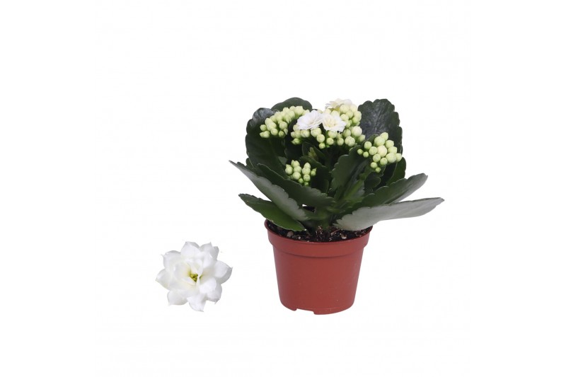 Kalanchoe rosalina don dione wit zonder hoes 