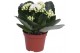 Kalanchoe rosalina don dione wit zonder hoes 