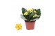 Kalanchoe rosalina don amarillo geel zonder hoes 
