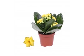 Kalanchoe rosalina don amarillo geel zonder hoes