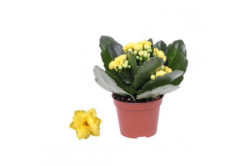 Kalanchoe rosalina don amarillo geel zonder hoes 