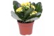 Kalanchoe rosalina don amarillo geel zonder hoes 