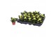Kalanchoe rosalina don amarillo geel zonder hoes 