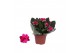 Kalanchoe blossfeldiana rosalina don victorio zonder hoes 