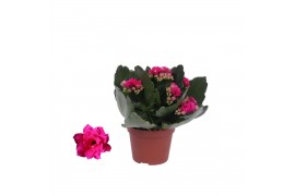 Kalanchoe blossfeldiana rosalina don victorio zonder hoes