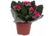 Kalanchoe blossfeldiana rosalina don victorio zonder hoes 
