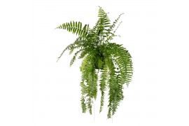 Nephrolepis Macho,
