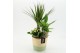 Arrangementen kamerplanten ESCR-2536W Essentials 3 pp 