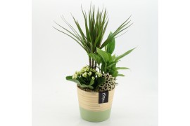 Arrangementen kamerplanten ESCR-2536W Essentials 3 pp