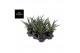Sanseveria comet amazon green 