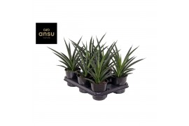 Sanseveria comet amazon green