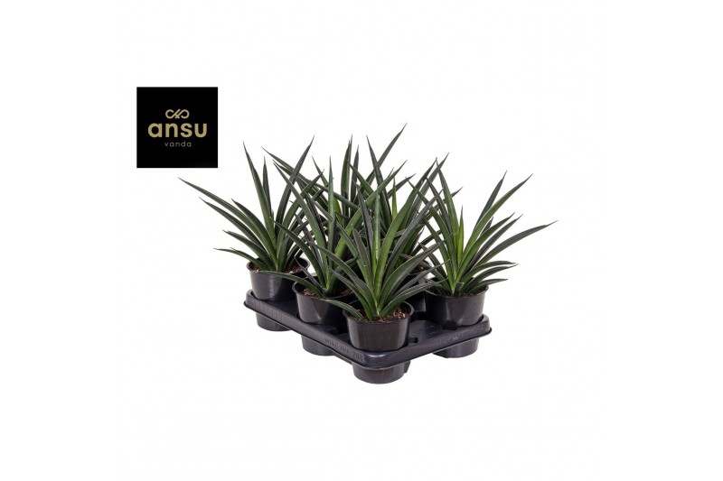 Sanseveria comet amazon green 