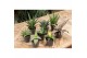 Sanseveria comet amazon green 