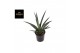 Sanseveria comet amazon green 