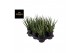 Sansevieria cylindrica comet kichaka 