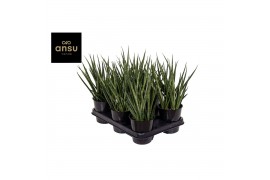Sansevieria cylindrica comet kichaka