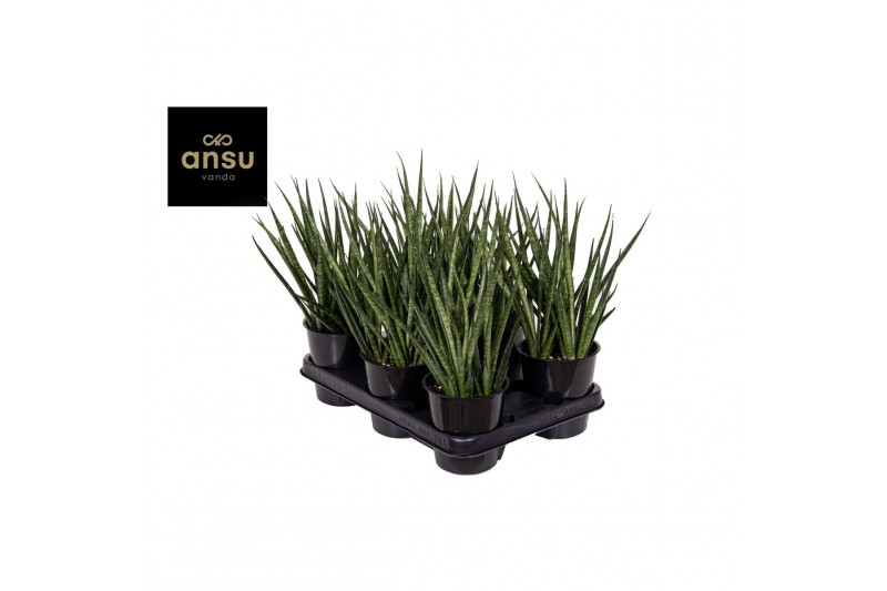 Sansevieria cylindrica comet kichaka 