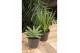 Sansevieria cylindrica comet kichaka 