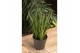 Sansevieria cylindrica comet kichaka 