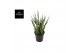 Sansevieria cylindrica comet kichaka 