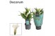 Zantedeschia crystal blush decorum 