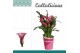 Zantedeschia pink puppy + potcover 