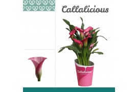 Zantedeschia pink puppy + potcover