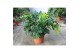Monstera deliciosa 6pp 