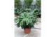 Monstera deliciosa 6pp 