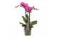 Phalaenopsis multiflora paars Exclusivo - Roma - 2 tak 