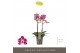 Phalaenopsis multiflora bubbles Optimost - Bubbles - 2 tak 