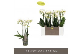 Phalaenopsis multiflora wit Optimost - Helios - 3 tak