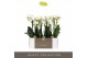 Phalaenopsis multiflora wit Optimost - Helios - 3 tak 