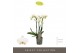 Phalaenopsis multiflora wit Optimost - Helios - 3 tak 