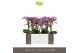 Phalaenopsis multiflora violet queen Exclusivo - Violet Queen - 3 tak 