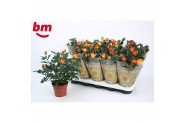 Rosa beau monde estoril gevlamd oranje